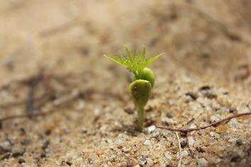 根際微生物可促進(jìn)植物生長(zhǎng)、導(dǎo)植物產(chǎn)生系統(tǒng)抗性