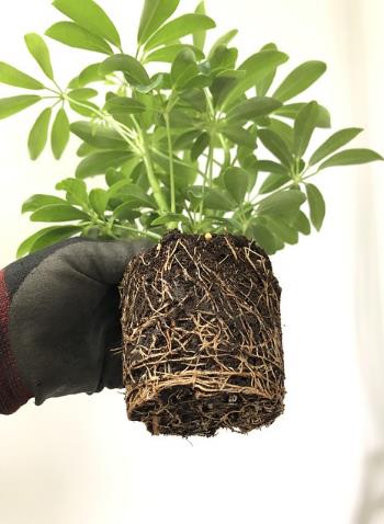 植物生長(zhǎng)代謝、生物脅迫、非生物脅迫對(duì)根際微生物組的影響