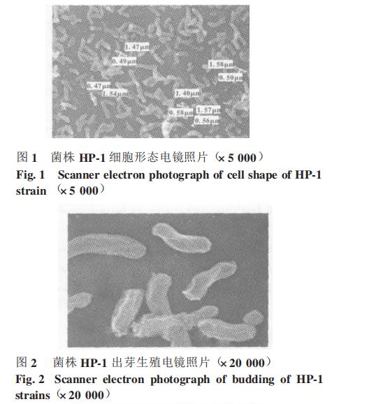 光合細(xì)菌菌株HP-1生長(zhǎng)曲線、甲胺磷耐受能力、降解能力測(cè)定（一）