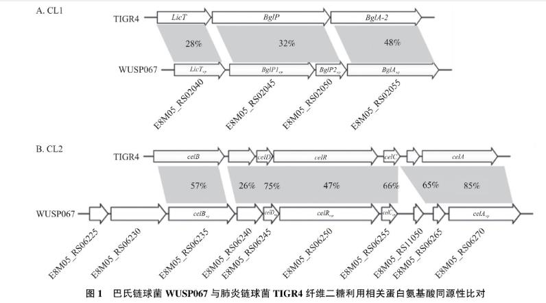 纖維二糖利用基因簇對(duì)豬源巴氏鏈球菌生長(zhǎng)曲線及毒力的影響——摘要、引言