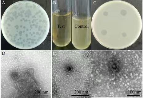 小腸結(jié)腸炎耶爾森氏菌烈性噬菌體分離鑒定、生長(zhǎng)曲線及應(yīng)用潛力——摘要