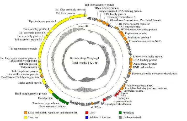 小腸結(jié)腸炎耶爾森氏菌烈性噬菌體分離鑒定、生長(zhǎng)曲線及應(yīng)用潛力——材料與方法