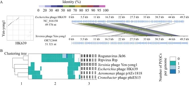 小腸結(jié)腸炎耶爾森氏菌烈性噬菌體分離鑒定、生長(zhǎng)曲線及應(yīng)用潛力——結(jié)果與分析01