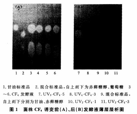 赤蘚糖醇產生菌誘變育種方法——紫外誘變處理（一）