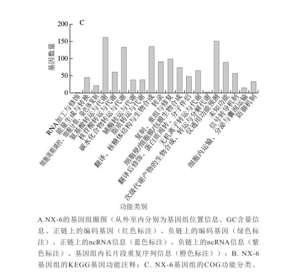 動物雙歧桿菌NX-6生長曲線測定、斑馬魚降脂功效實驗及促進脂肪代謝機制研究（三）