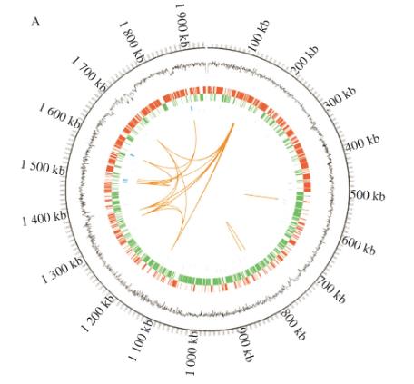 動物雙歧桿菌NX-6生長曲線測定、斑馬魚降脂功效實驗及促進脂肪代謝機制研究（一）