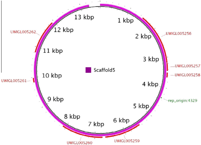 微生物生長曲線分析儀首次記錄蠟樣芽孢桿菌在太空飛行期間各種變化