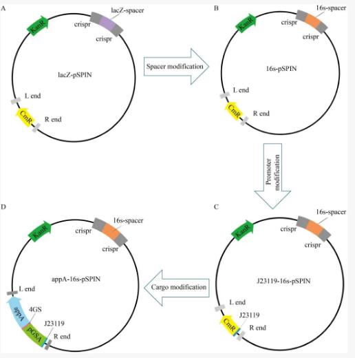植酸酶基因修飾的土著細(xì)菌實(shí)現(xiàn)水解黑土植酸并提高有效磷含量——材料與方法
