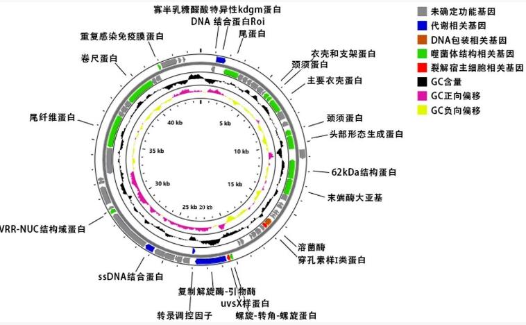 特異裂解腸炎沙門菌噬菌體生物學(xué)特性及裂解細(xì)菌功效（二）