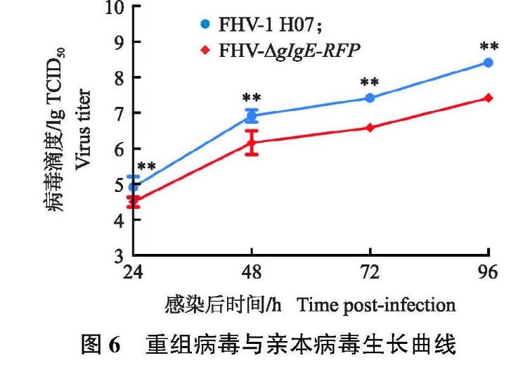 貓皰疹病毒Ⅰ型gIgE基因缺失毒株一步生長(zhǎng)曲線及生物學(xué)特性研究——結(jié)果與分析、討論