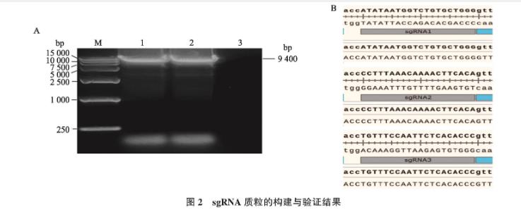 貓皰疹病毒Ⅰ型gIgE基因缺失毒株一步生長曲線及生物學(xué)特性研究——摘要、引言