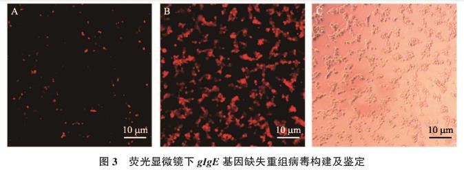 貓皰疹病毒Ⅰ型gIgE基因缺失毒株一步生長(zhǎng)曲線及生物學(xué)特性研究——材料與方法