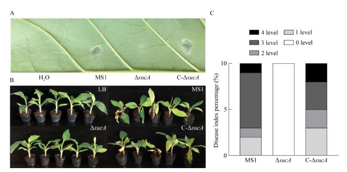 香蕉細(xì)菌性軟腐病菌sucA基因突變對(duì)細(xì)菌生長(zhǎng)、毒力的影響——討論、結(jié)論