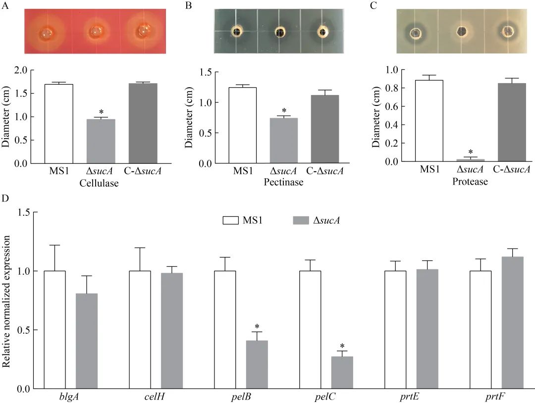 香蕉細(xì)菌性軟腐病菌sucA基因突變對(duì)細(xì)菌生長(zhǎng)、毒力的影響——摘要、簡(jiǎn)介