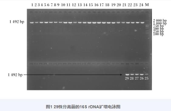 羊瘤胃分離乳酸菌生長(zhǎng)曲線、產(chǎn)酸曲線測(cè)定及對(duì)金黃色葡萄球菌抑制作用（一）