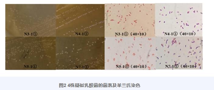 羊瘤胃分離乳酸菌生長(zhǎng)曲線、產(chǎn)酸曲線測(cè)定及對(duì)金黃色葡萄球菌抑制作用（二）