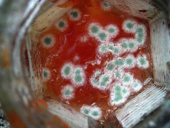 通過食源性食物中毒，了解微生物的生長、繁殖四個(gè)階段