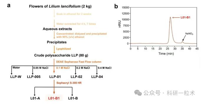 卷丹百合花中分離出的果膠多糖可促進(jìn)人腸道雙歧桿菌生長（一）