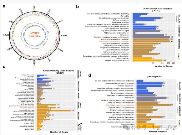卷丹百合花中分離出的果膠多糖可促進人腸道雙歧桿菌生長（四）