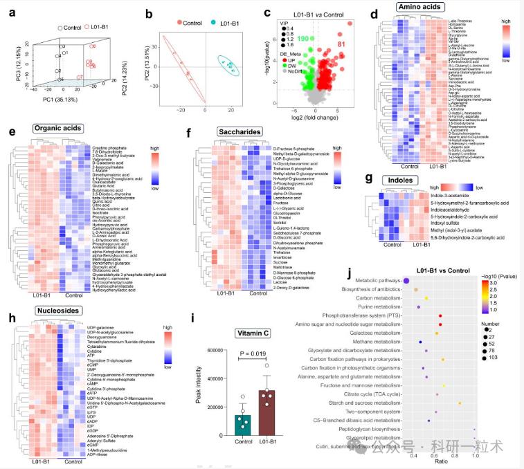 卷丹百合花中分離出的果膠多糖可促進人腸道雙歧桿菌生長（五）