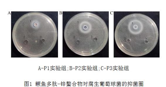 鱖魚多肽-鋅螯合物對腐生葡萄球菌抑菌圈、過氧化氫酶活力、生長曲線的影響（一）