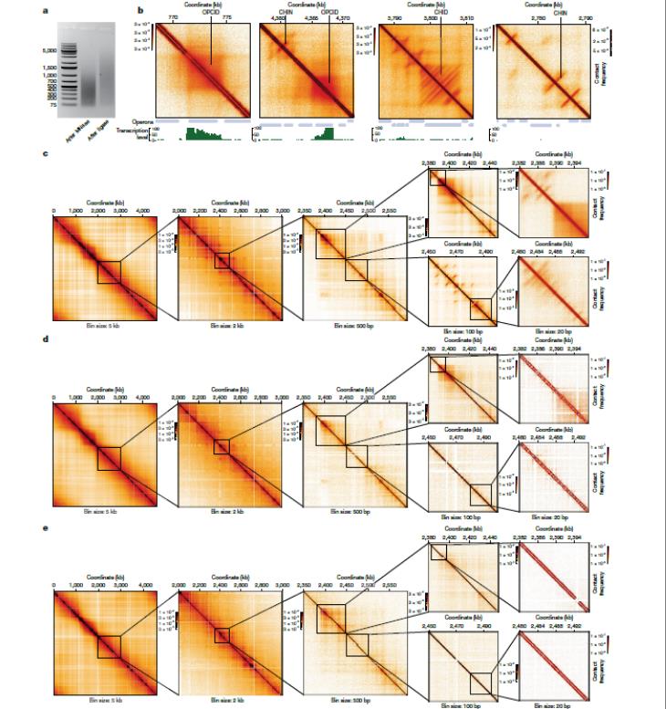 Micro-C染色體構象捕獲大腸桿菌類核的三維基因結構（上）