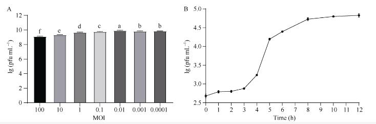 水稻黃單胞菌噬菌體最佳MOI (A)、一步生長(zhǎng)曲線、耐受性測(cè)定及基因組分析（三）