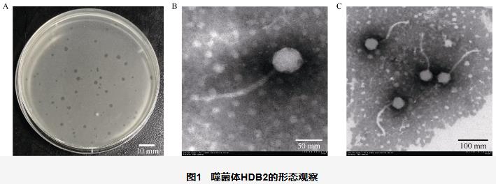 水稻黃單胞菌噬菌體最佳MOI (A)、一步生長(zhǎng)曲線、耐受性測(cè)定及基因組分析（二）