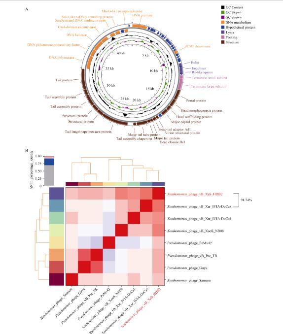 水稻黃單胞菌噬菌體最佳MOI (A)、一步生長(zhǎng)曲線、耐受性測(cè)定及基因組分析（四）