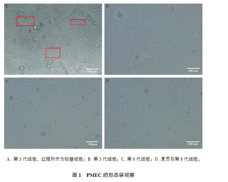 豬乳腺上皮細(xì)胞原代培養(yǎng)方法、生長(zhǎng)曲線測(cè)定、IFA、PCR、免疫印跡試驗(yàn)鑒定（一）