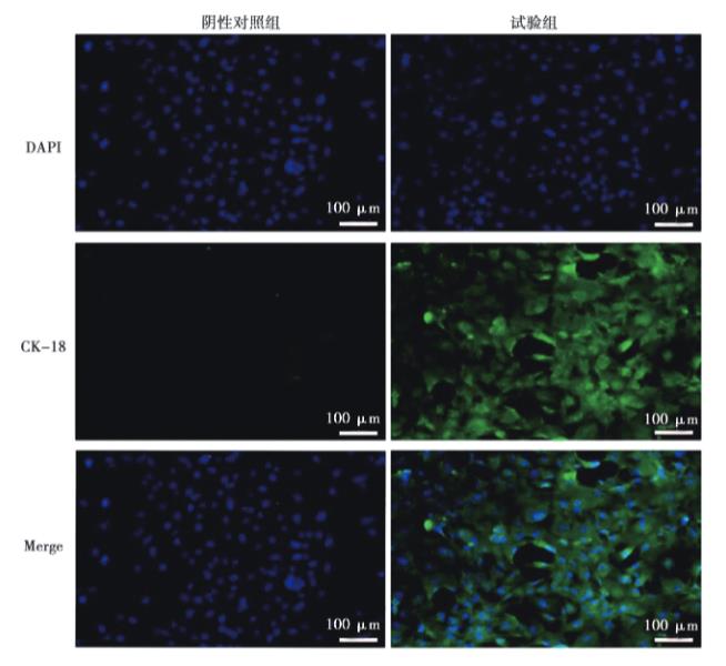 豬乳腺上皮細(xì)胞原代培養(yǎng)方法、生長(zhǎng)曲線測(cè)定、IFA、PCR、免疫印跡試驗(yàn)鑒定（三）