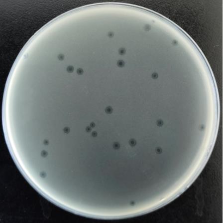 枯草芽孢桿菌噬菌體PJNB028一步生長曲線、熱、PH、紫外線照射穩(wěn)定性研究（一）