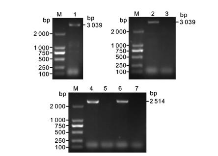 肺炎克雷伯菌vgrG基因缺失株構(gòu)建、體外生長能力測定（二）