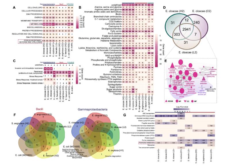 全自動(dòng)生長(zhǎng)曲線分析儀應(yīng)用-胰腺腫瘤細(xì)菌的生存機(jī)制及其代謝化療藥物的能力（二）