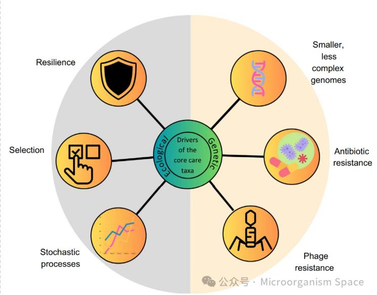 核心微生物群落中稀有物種重要性、持久性的生態(tài)驅(qū)動因素（二）