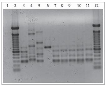 巴西孢子絲菌體內(nèi)毒力、生長曲線、對氧化劑敏感性及抗真菌藥敏試驗（二）