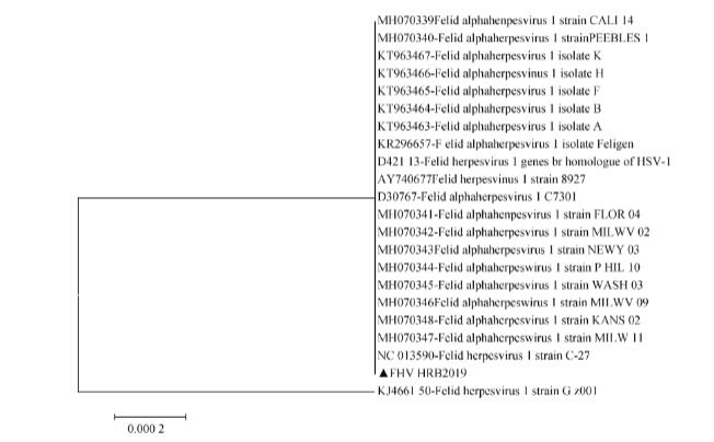 貓皰疹病毒Ⅰ型毒株HRB2019分離培養(yǎng)、增殖與鑒定方法（三）
