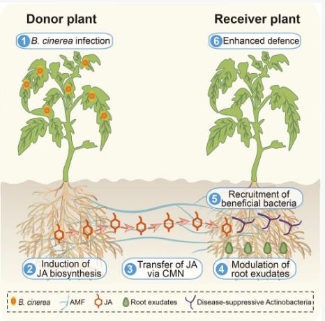 共同菌根網(wǎng)絡(luò)（CMNs）改變根際微生物群組裝促進(jìn)植物抗病性的全新機(jī)制