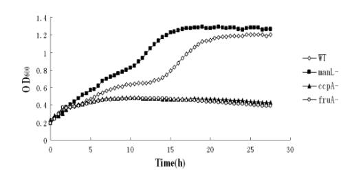 生長曲線分析揭示：戈登氏鏈球菌通過ManL非特異性CCR機(jī)制抗衡致病菌（一）