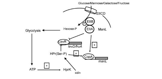 生長曲線分析揭示：戈登氏鏈球菌通過ManL非特異性CCR機(jī)制抗衡致病菌（四）