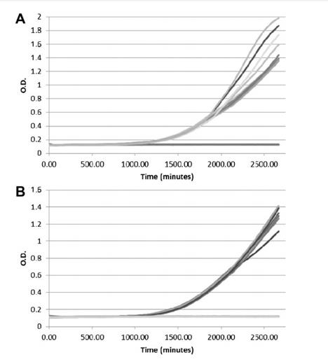 基于Bioscreen C的絲狀真菌生長曲線分析方法優(yōu)化與驗證?（二）