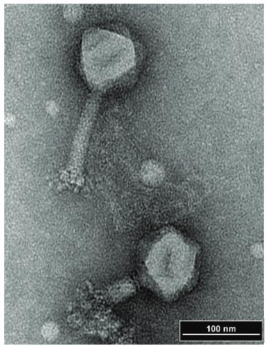 志賀氏菌Vi樣噬菌體SboM-AG3與沙門氏菌噬菌體ViI的高度基因組同源性（一）