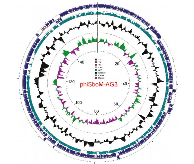 志賀氏菌Vi樣噬菌體SboM-AG3與沙門氏菌噬菌體ViI的高度基因組同源性（四）