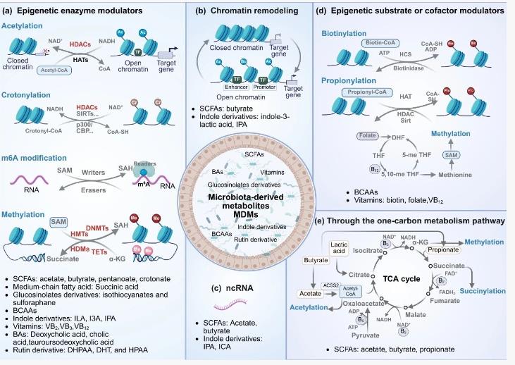 微生物-代謝物-表觀遺傳軸：重新定義基因調(diào)控的微觀宇宙