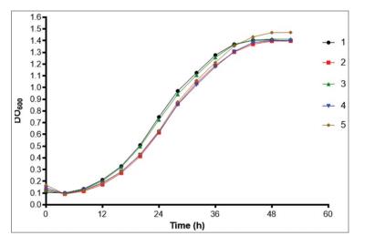 巴西利亞孢子絲菌分離株毒力增強的演變過程（三）