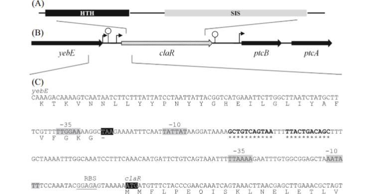 解鎖微生物代謝奧秘：新一代生長曲線分析平臺加速乳糖/纖維二糖代謝研究?（一）