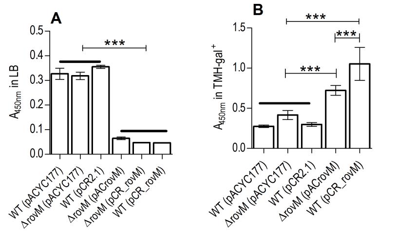 鼠疫耶爾森菌突變體生長曲線、生物膜形成及rovM和rovA轉錄的測定（一）