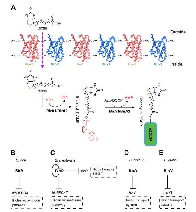 乳酸乳球菌生物素獲取途徑的冗余性與進化啟示（一）