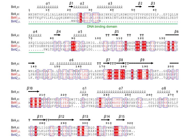 乳酸乳球菌生物素獲取途徑的冗余性與進化啟示（二）