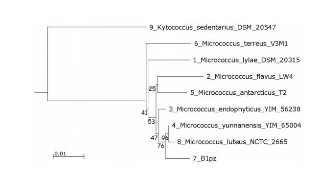 微生物生長曲線分析儀評估藤黃微球菌角蛋白酶生產(chǎn)條件及分解潛力（一）